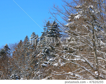Blue sky and winter forest Blue sky and winter forest 47820293