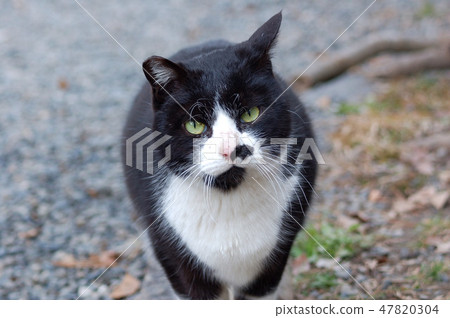 Black and white cat 47820304