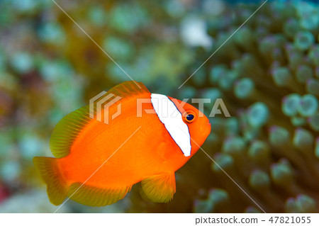 Anemone fish 47821055