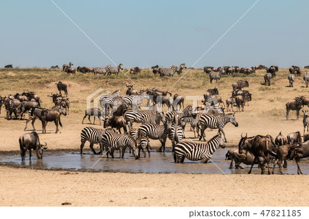 坦桑尼亞塞倫蓋蒂國家公園斑馬和一群牛羚 47821185