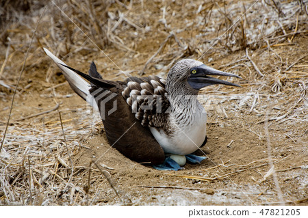 Blue footed booby sits on eggs Blue footed booby sits on eggs 47821205