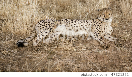 Adult cheetah lies down in dry grass 47821221