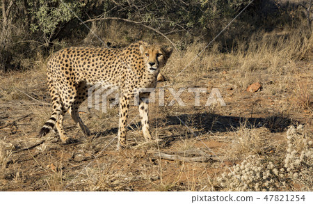 Cheetah walks slowly across desert scrub Cheetah walks slowly across desert scrub 47821254