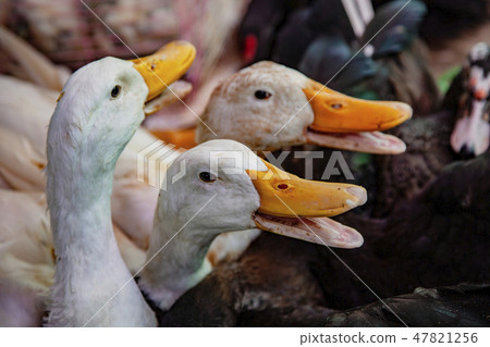 Geese for sale in local market 47821256