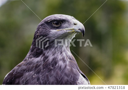 Close-up of Black-Chested Buzzard-Eagle head 47821318