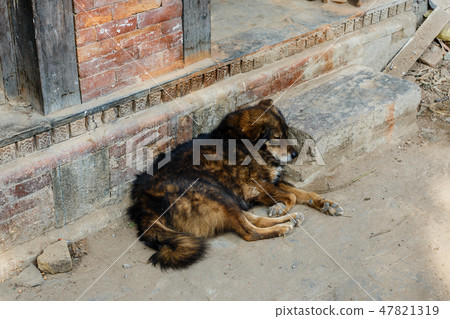 dog lying on the porch at the door of the house 47821319