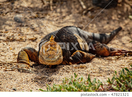 Galapagos Land Iguana Galapagos Land Iguana 47821321