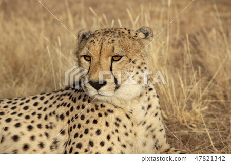 Adult cheetah lies down in dry grass 47821342