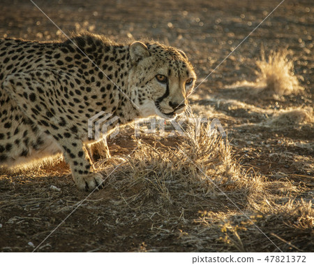 Closeup profile of adult cheetah 47821372