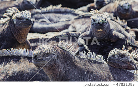 Marine Iguanas Sunning on Rock 47821392