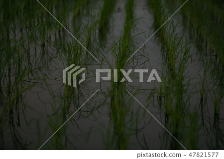 Rice planting Rice planting 47821577