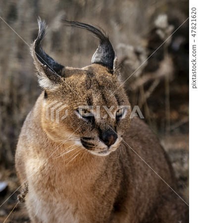 Caracal cat scans his surroundings Caracal cat scans his surroundings 47821620