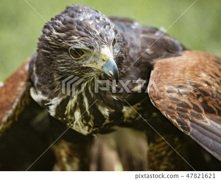 Close-up of immature Black-Chested Buzzard-Eagle head 47821621