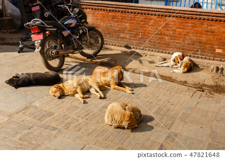 dogs lie and bask in the sun outside 47821648