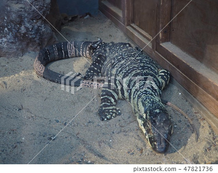 長尾巴的尾巴 長尾巴的尾巴 47821736