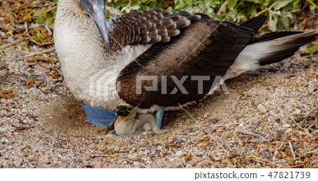 Blue Footed Booby Mother and Chick 47821739