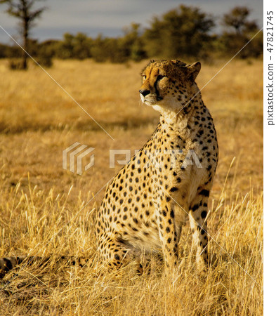 Adult cheetah sits up scans his surroundings Adult cheetah sits up scans his surroundings 47821745