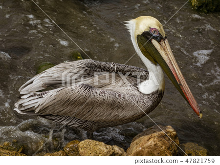 Brown Pelican on the shore 47821759