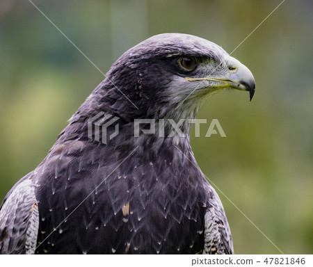 Close-up of Black-Chested Buzzard-Eagle head Close-up of Black-Chested Buzzard-Eagle head 47821846