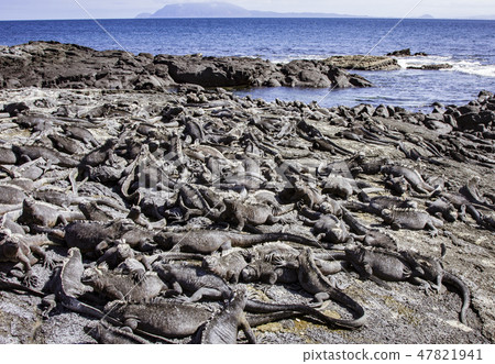 Marine Iguanas Sunning on Rock 47821941