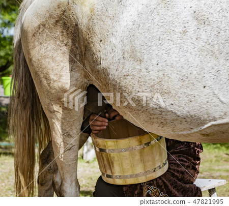 Woman milks a horse Woman milks a horse 47821995