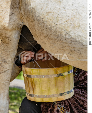 Woman milks a horse 47821998