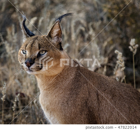 Caracal cat scans his surroundings Caracal cat scans his surroundings 47822014