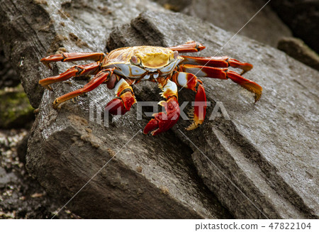 Sally Lightfoot Crab on Rock Sally Lightfoot Crab on Rock 47822104