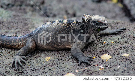 Marine Iguanas Sunning on Rock 47822120
