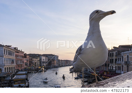 威尼斯的鳥類 47822173
