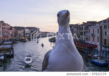 威尼斯的鳥類 47822174