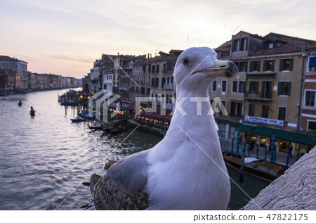 威尼斯的鳥類 47822175