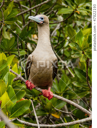 Rdd Footed Booby on Perch 47822193