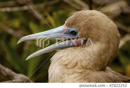 Close up of Red Footed Booby 47822252