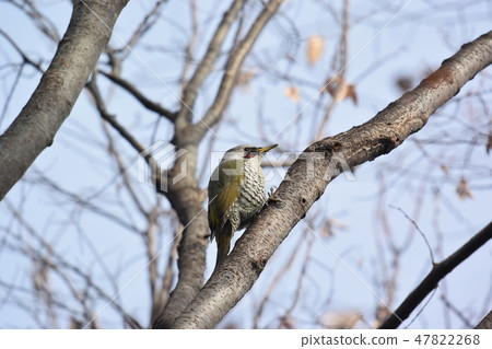 Aoegera在公園裡 47822268