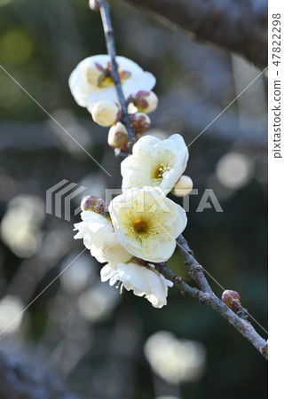 Ume (Yae Brown Blue) 47822298