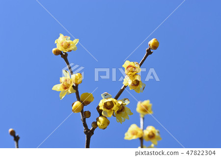 Rowey Rowey 47822304