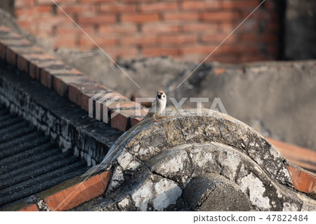 老舊屋頂上的麻雀 47822484