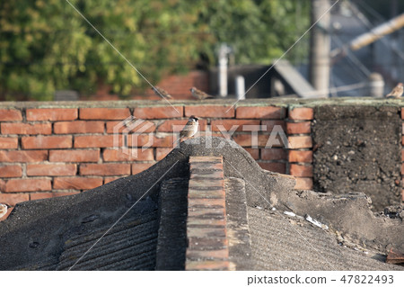 老舊屋頂上的麻雀 47822493