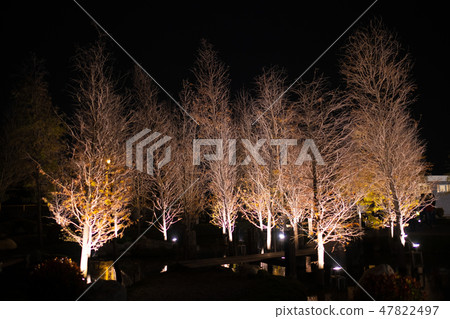 Falling pine at night 47822497