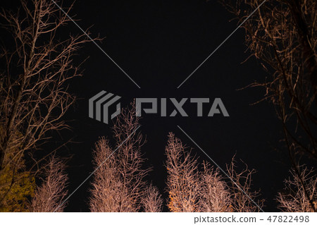 Falling pine at night 47822498