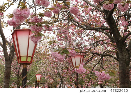 Double cherry blossoms Double cherry blossoms 47822610