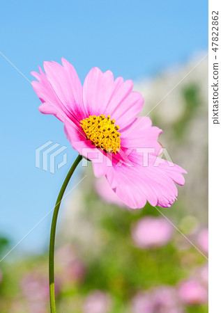 pink cosmos flower field. pink cosmos flower field. 47822862