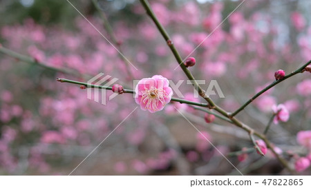 Plum blossom flowers 47822865