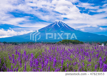 (Kawaguchiko Town, Yamanashi Prefecture) Lavender and Mt. Fuji at Oishi Park (Kawaguchiko Town, Yamanashi Prefecture) Lavender and Mt. Fuji at Oishi Park 47823053