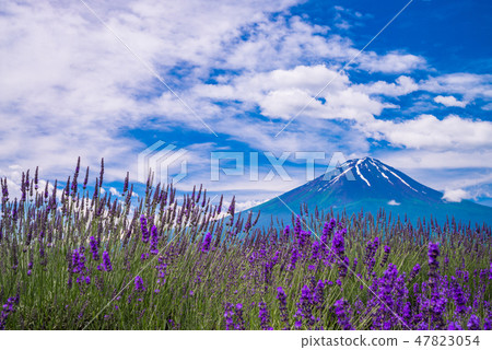 (Kawaguchiko Town, Yamanashi Prefecture) Lavender and Mt. Fuji at Oishi Park (Kawaguchiko Town, Yamanashi Prefecture) Lavender and Mt. Fuji at Oishi Park 47823054
