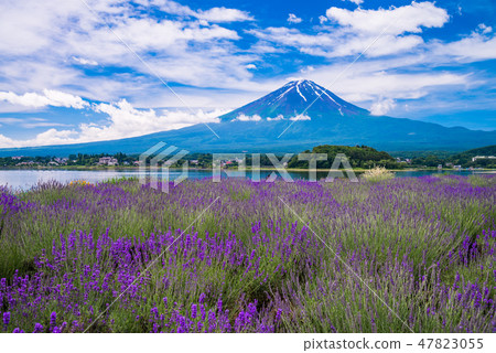 (山梨縣河口湖町)大石公園的薰衣草和富士山 (山梨縣河口湖町)大石公園的薰衣草和富士山 47823055