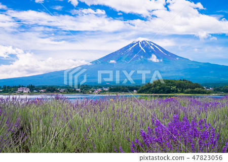 (山梨縣河口湖町)大石公園的薰衣草和富士山 (山梨縣河口湖町)大石公園的薰衣草和富士山 47823056