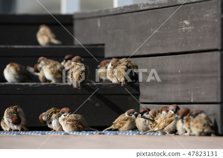 Flock of sparrows to take warm in Hinata 47823131