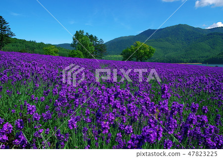 Nanfurano Jinshan Lake lavender garden Nanfurano Jinshan Lake lavender garden 47823225